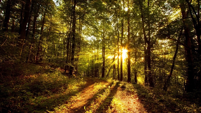 non-urban scene, tranquil scene, plant, nature, outdoors, landscape, tranquility, no people, direction, lens flare, bright, footpath, sun, tree, woodland