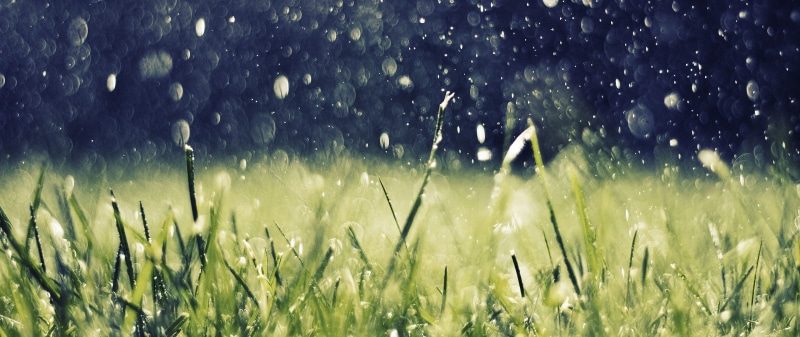 rainy season, nature, green color, field, selective focus, depth of field, beauty in nature, technology, hd, art, landscape, growth, depth, px, no people