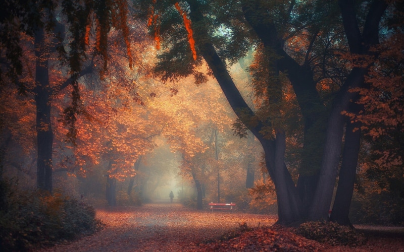 bush, growth, autumn collection, fog, near, no People, nature, treelined, trunk, sunbeam, leaves, scenics, environment, green Color, branch, red, mystery