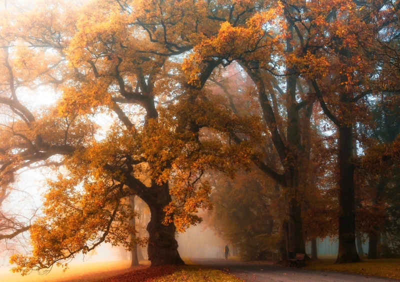 rural Scene, leafed, leaf, branch, trees, orange Color, october, season, landscape, gold Colored, plant, autumn, scenics - nature, walking, vibrant Color