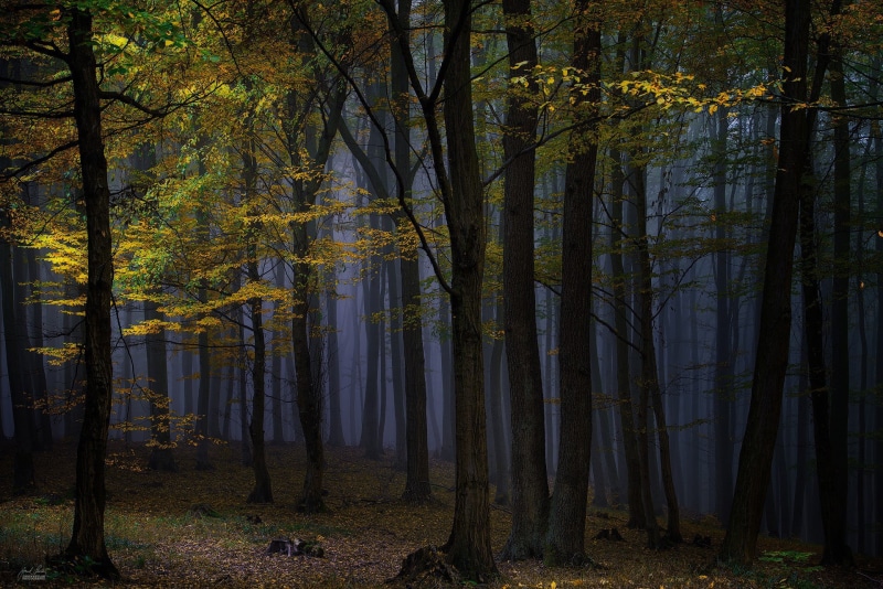 mist, plant, non-urban scene, forest, change, fall, no people, landscape, tree trunk, woodland, tree, trees, beauty in nature, growth, remote, photography