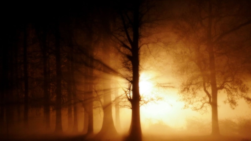 water, no people, celestial body, forest, coast, vacation, dark, morning, beauty in nature, star, dusk, sunset, silhouette, sea, pine tree, environment