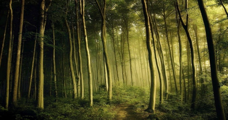 morning, non-urban scene, plant, 1080P, forest, spring, land, tree trunk, outdoors, bamboo - plant, day, green, nature, idyllic, mist, remote, abundance