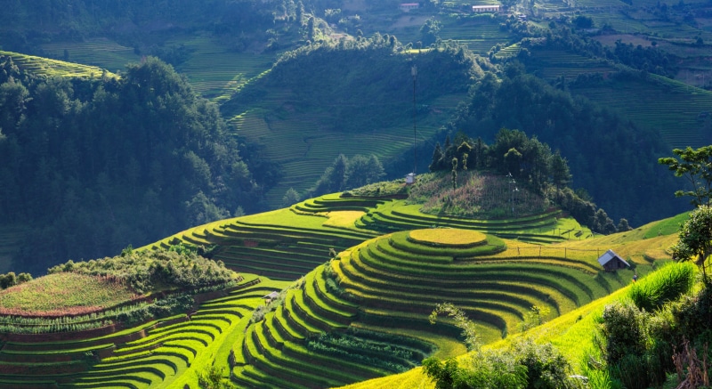plant, rice paddy, gardening, agriculture, rural scene, mountain, photography, field, 5K, landscape, terrace, crop, outdoors, green, land, rice - cereal plant