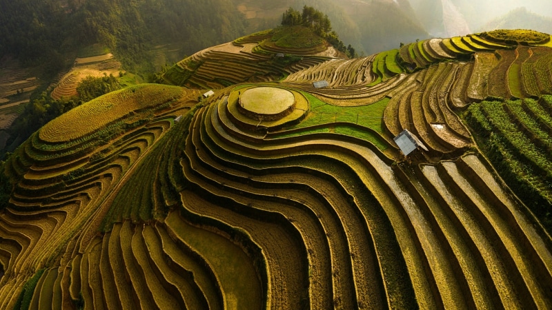 crop, landscape, mu cang chai, terraces, vietnam, 4K, agriculture, yen bai, asia, terrace, rice terraces