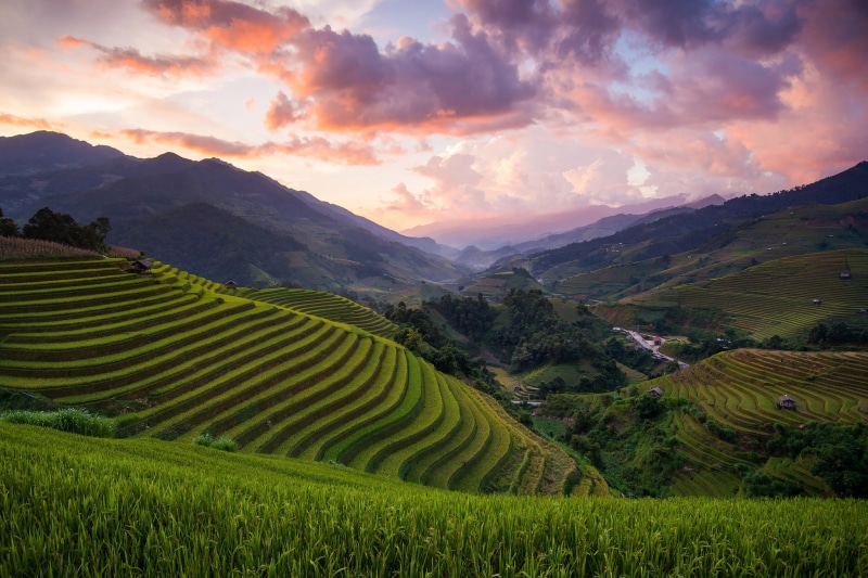 Mu Cang Chai District, rice, field, 1080P, Vietnam, hills, Asia