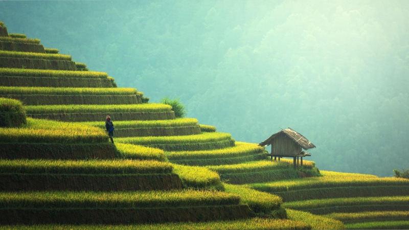 hill station, agriculture, terrace, 4K, landscape, rice field, indonesia, rice terraces, farm, terraces, field, morning, farming, sky, grass, highland