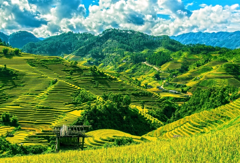 mountain, rice - cereal plant, harvest, land, scenics - nature, terraces, green, outdoors, nature, hill, growth, scenics, asia, landscaped, daytime, sky