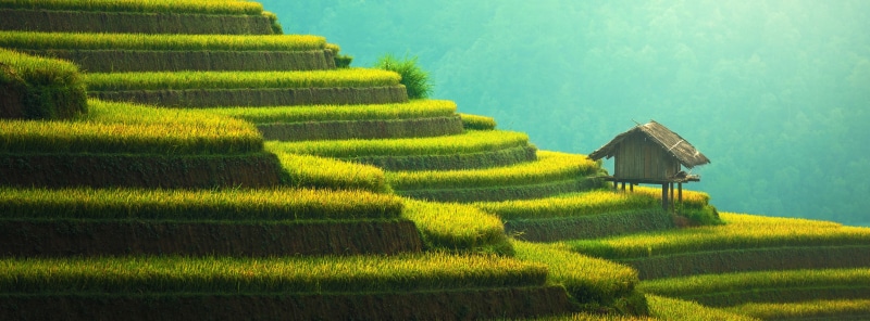ecology, farm, artwork, Landscape, Paddy field, Hillside, rice paddy, no people, viewpoint, rice fields, Thailand, Tropical, environment, tourism, Cultivation