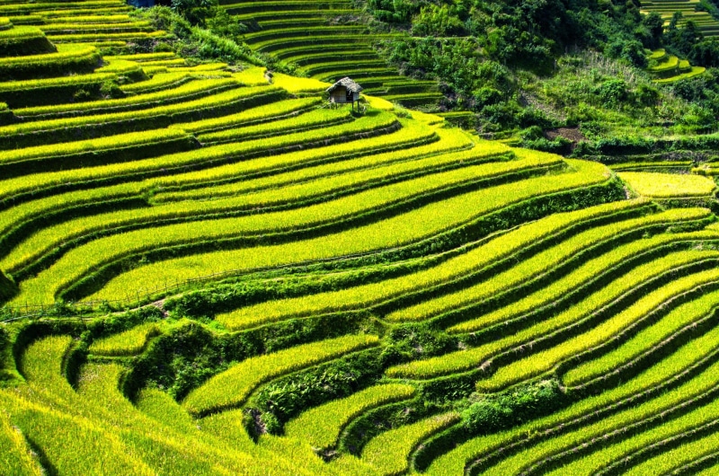 rice, rice fields, crop, mu cang chai, plant, rice paddy, 1080P, rural scene, terraced field, field, rice - cereal plant, farm, growth, scenics - nature