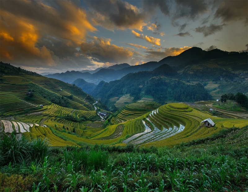 plant, mountain range, plantation, landscape, Mu Cang Chai District, crop, the sky, agriculture, 1080P, tranquility, rice paddy, mountain, no people, gardening