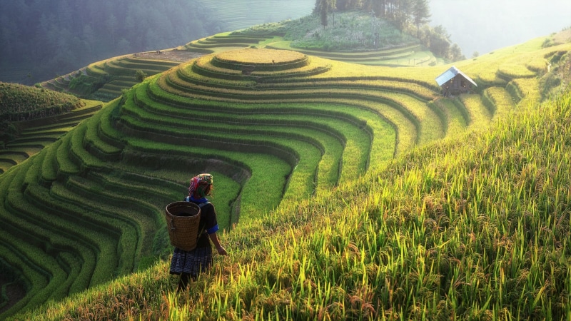woman, paddy field, field, hill, grass, harvest, landscape, cabin, crop, rice terraces, hut, asia, hill station, plantation, terrace, yunnan, work hard