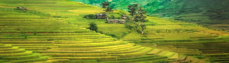 gardening, Hillside, plantation, visit, rural scene, crop, beauty in nature, no people, farm, Nature, Asia, Thailand, outdoors, tourism, rice paddy, scenics - nature