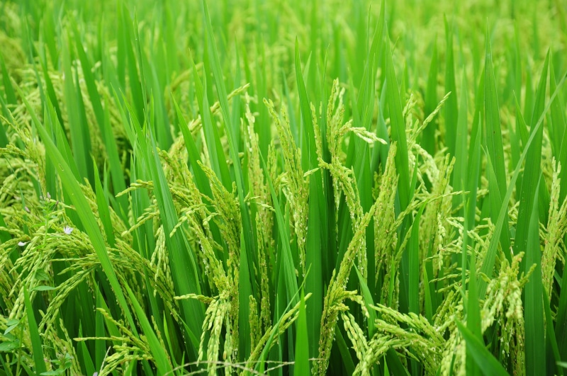 grass, outdoors, growth, 4K, beauty in nature, green, landscape, asia, plantation, freshness, rice - Cereal Plant, plant, paddy, day, agriculture, nature
