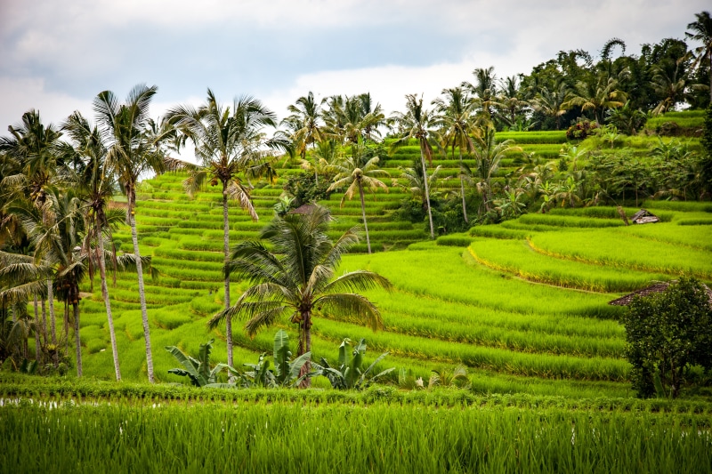 no people, rice - cereal plant, indonesia, bali, terraces, cereals, plantation, nature, 5K, terraced Field, tropical Climate, asia, tree, agriculture