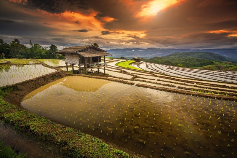 sunset, landscape, 1080P, plant, brown, tranquility, hut, Thailand, clouds, built structure, rural scene, tranquil scene, terraces, field, no people, environment