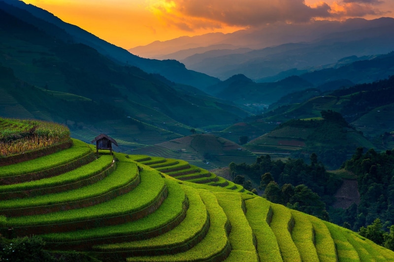 1080P, Vietnam, field, sunset, landscape, sunlight, mist, rice paddy, green, terraces, nature