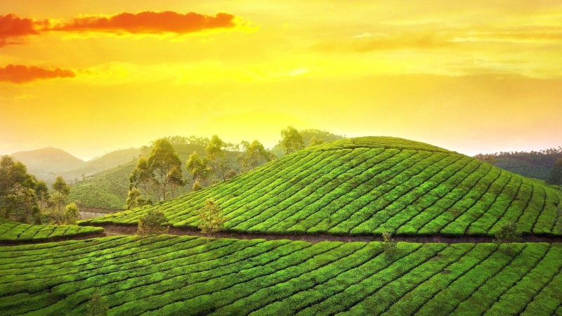 crop, hill station, scenics - nature, environment, land, morning, field, agriculture, garden, tea crop, tea, kerala, tea garden, sunlight, farm, leaf, nature