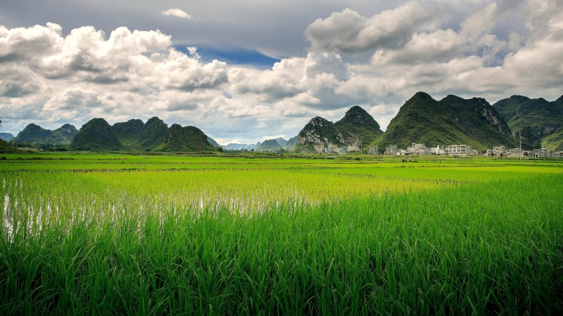 guangxi, field, sky, cloud, china, 4K, jingxi, rural area, paddy field, landscape, asia, green, rice field, countryside
