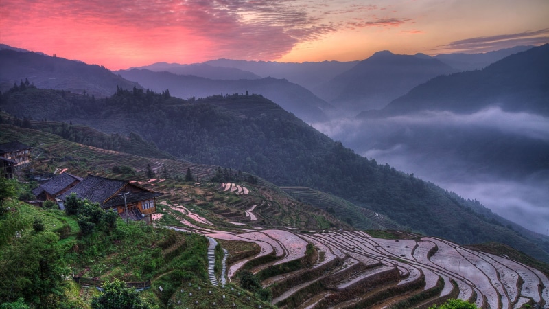 rice paddy, landscape, terraced field, 1080P, nature