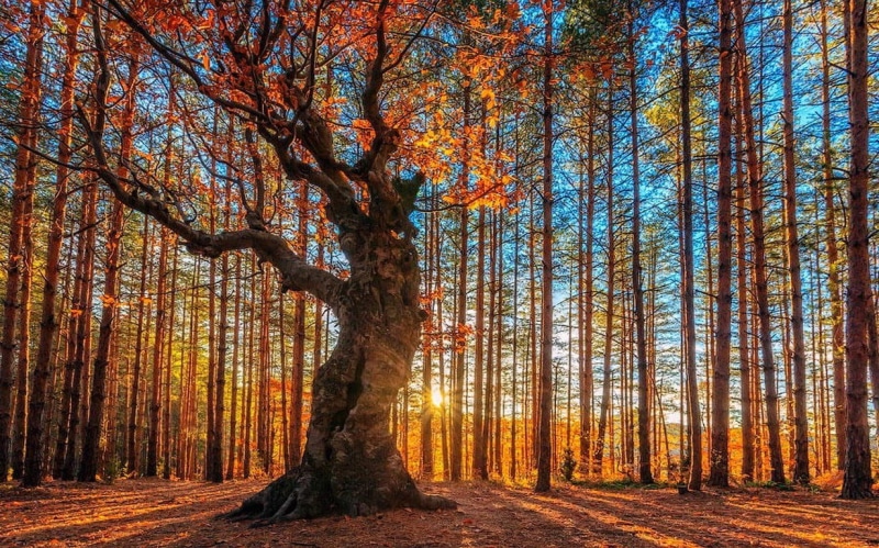 beauty in nature, trees, day, autumn collection, growth, non-urban scene, tranquil scene, woodland, orange, 480P, Bulgaria, environment, shadow, nature
