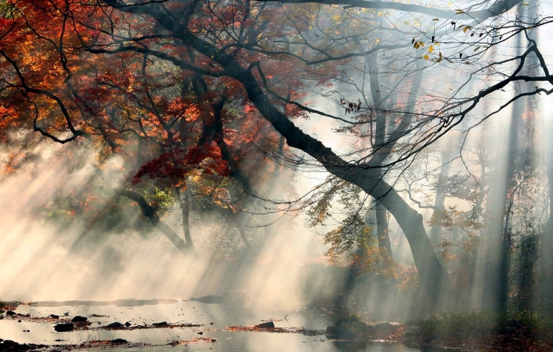reflection, day, plant, trunk, branch, autumn, green, land, backgrounds, season, tree, winter, landscape, sun rays, tree trunk, beauty In Nature, waterfall