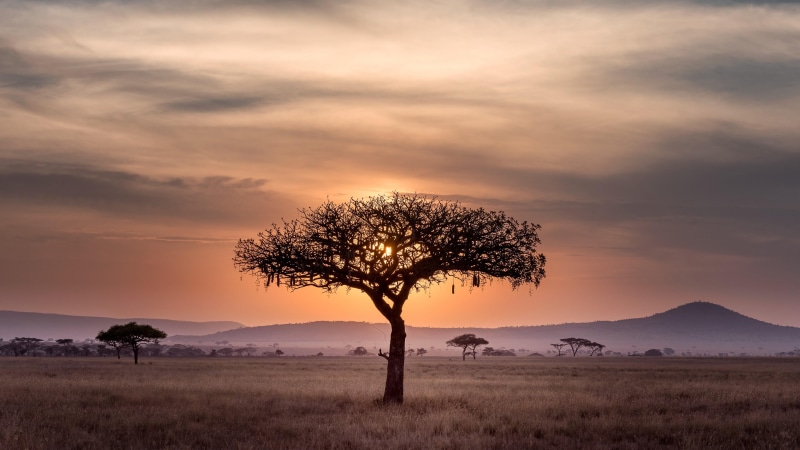 dawn, 4K, landscape, lone tree, tree, sky, morning, horizon, grassland, sunrise, lonely tree, cloud, savanna, field, plain