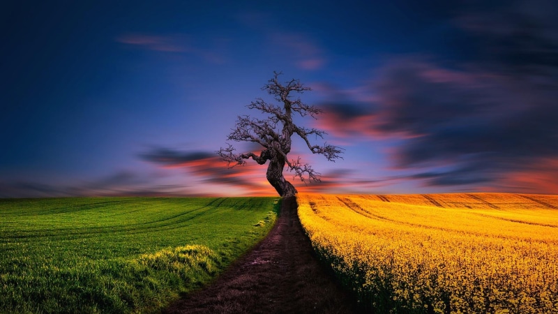 canola, lone tree, landscape, rural scene, tranquil scene, horizon, morning, path, no people, environment, agriculture, dramatic sky, cloud, dawn, nature