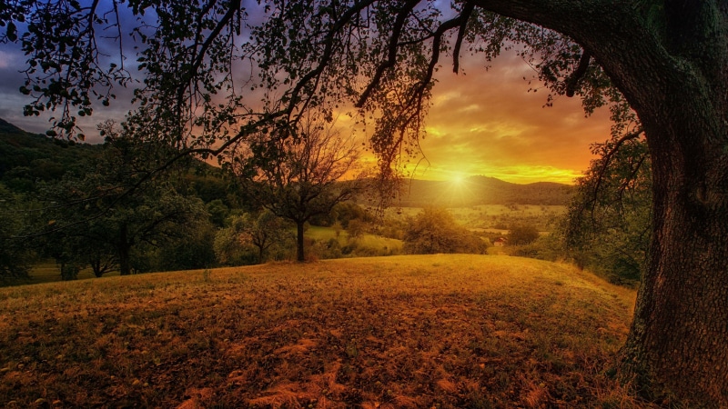 sky, dawn, landscape, good morning, tree, aesthetic, rural area, field, sunrise, morning, 4K, grass, sunlight