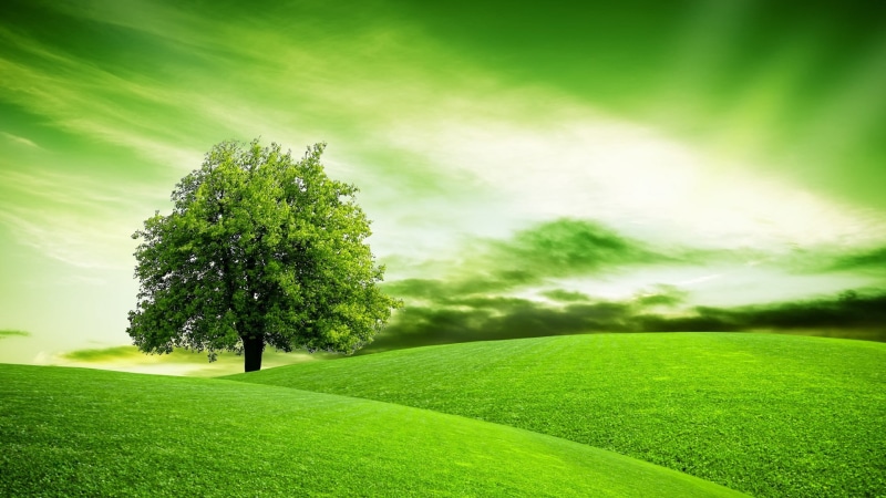 environment, cloud - sky, tranquility, growth, lawn, daytime, meadow, green, no people, land, lone tree, outdoors, day, nature, plant, sky, grass, lonely tree