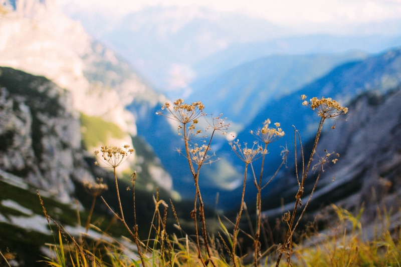 landscape, field, tranquility, nature, tre cime di lavaredo, springtime, mountain, auronzo di cadore, meadow, uncultivated, growth, wildflower, beauty in nature
