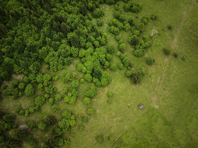 birds eye view, water, environment, s, tranquility, day, view, plant, landscape, forest, no people, photography, trees, bird, growth, outdoors, algae, scenics - nature