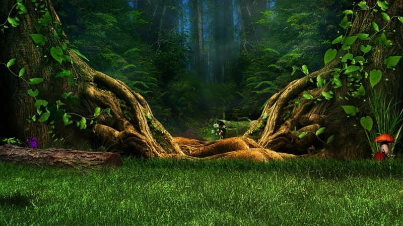 beauty in nature, nature, trunk, plant, tree, idyllic, grass, scenics - nature, rainforest, environment, green color, outdoors, non-urban scene, growth