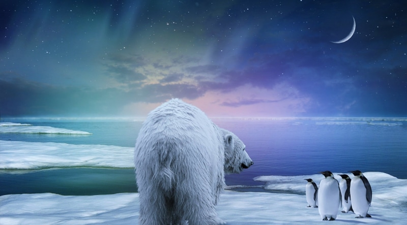 night, polar, sky, astronomy, bear, antarctica, animal themes, penguin, north, scenics, scenics - nature, wildlife, cold - Temperature, white, landscape