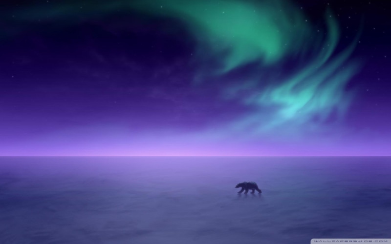 bear, northern lights, northern, aurora, polar, 1080P, aurora borealis, nature and landscapes, lights, the northern lights, polar bear