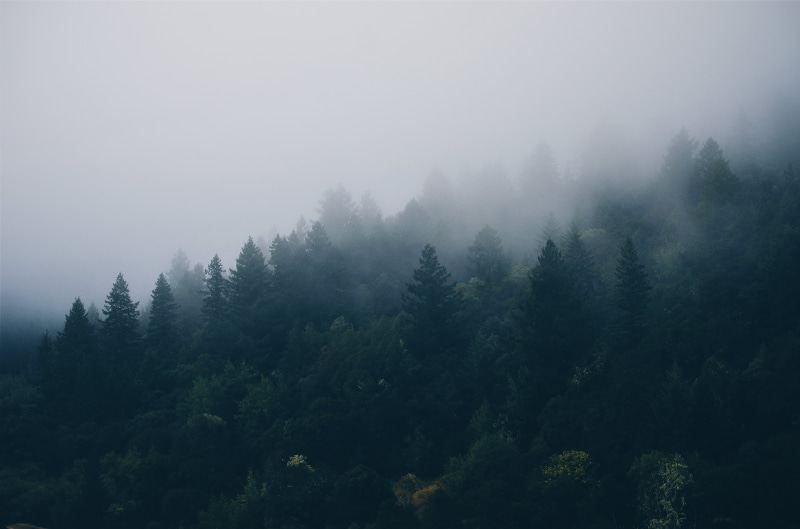 fir trees, sky, nature, tranquility, trees, evergreen tree, tranquil scene, plant, non-urban scene, coniferous tree, fog, forest, beauty in nature, woods