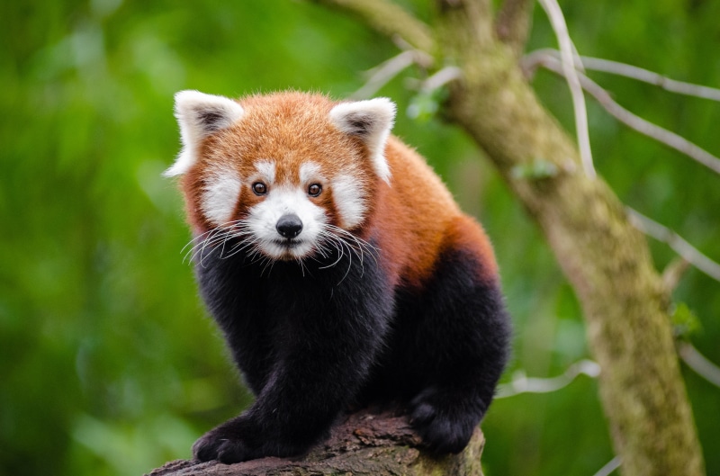 focus, paw  foot, nase, male, weekend, mammal, kalt, black-and-brown, paws, animals, iso, cold, winter, high, cute, panda, adorable, sueß, tier, face, deutschland