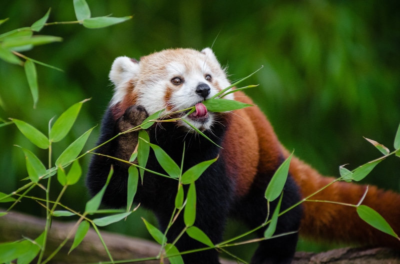 female, wildlife, face, iso, nikon  d7000, 4K, bamboo, cute, ailurus  fulgens, germany, young, adorable, süß, bokeh, leaves, zoo, endangered  species