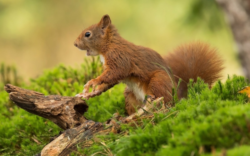 nature, outdoors, laptops, honored, sciurus, selective focus, profile view, animal, land, squirrel, phones, red, across, mobile, vertebrate