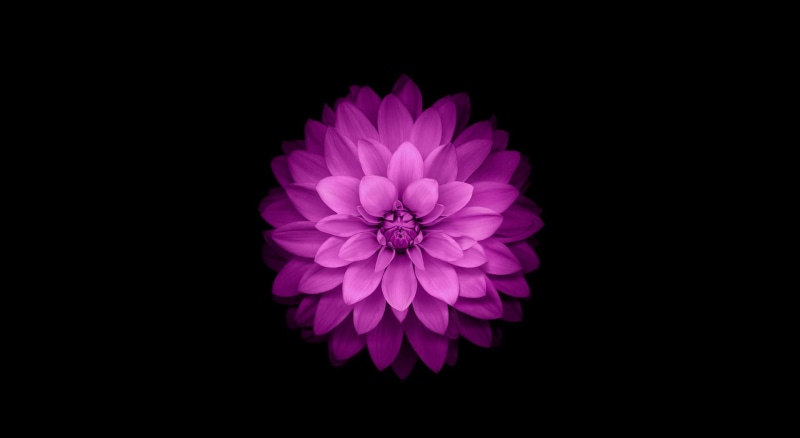 grey, vulnerability, studio shot, freshness, iphone, inflorescence, ios, flowering plant, copy space, pink color, purple, Black, beauty in nature, softness