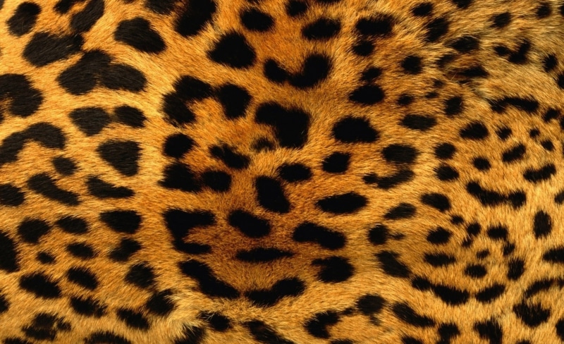 cheetah fur, cat, Aero, animal hair, animal markings, feline, one animal, animal skin, animal, 1080P, fur, animal body part, textile, mammal, Patterns