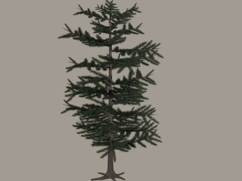 studio shot, no people, nature, decoration, evergreen tree, pine tree, holiday - event, tree, christmas, indoors, transparent, isolated, 2K, holiday, christmas decoration