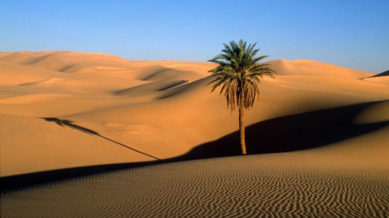 sand, hd, nature, palm, desert, dunes, 1080P, tree