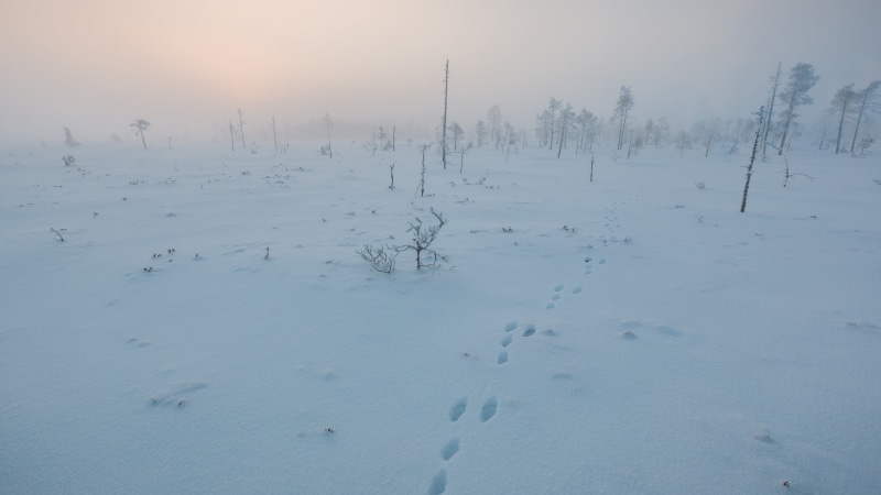 landscape, outdoors, tundra, frozen, icy, cold, sky, 4K, surface, plant, calm, covering, winter, scenics - nature, environment, powder snow, tranquility