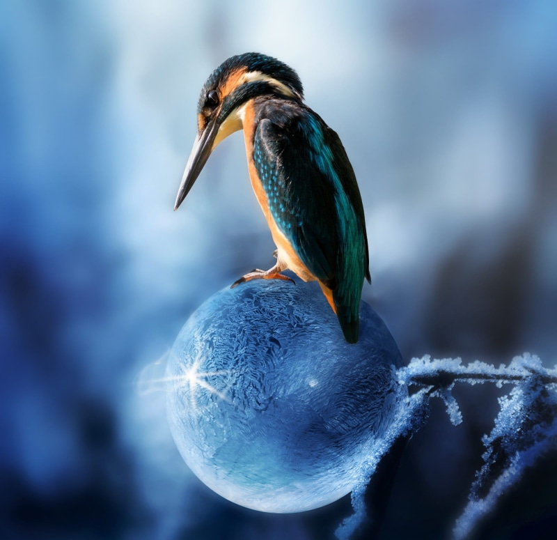 one animal, blue, bird, 1080P, animal, fly, spring, avian, desktop background, spring is coming, animal head, mobile phone, wildlife, frozen