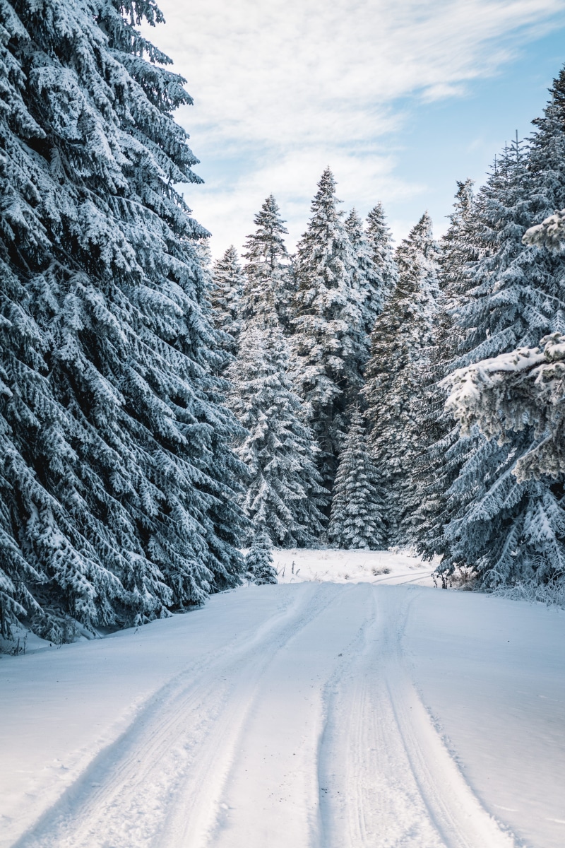 field, cold, tree, plant, forest, scenics - nature, tranquility, outdoors, photo, pine trees, cloud - sky, woods, winter, snowy, zing, land, no people