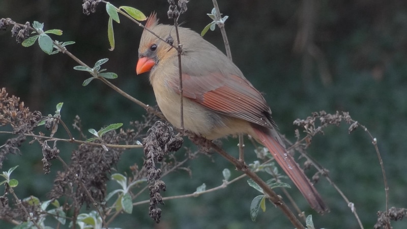 limb, animals, tree, icy, cardinal, 1080P, winter, bird