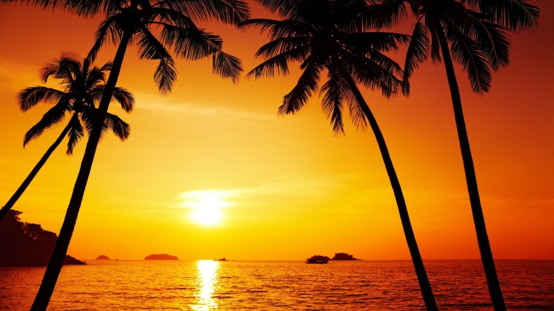 beach, sun, caribbean, sea, palm tree, orange sky, afterglow, sky, sunset, 4K, tropics, horizon, red sky, evening, palm, dusk, orange sunset, red sunset