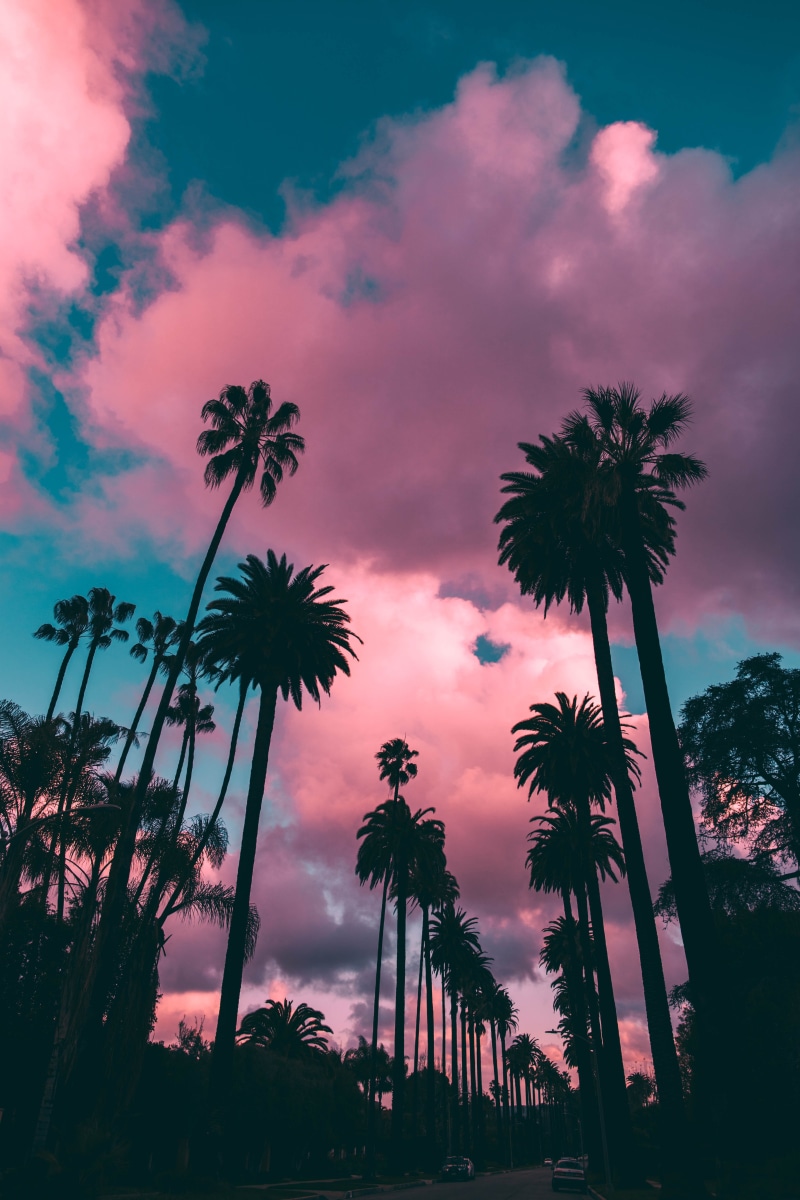 tropical, tropical climate, blue, weather, beverly hills, white, plant, cloud - sky, cotton candy, dusk, dawn, trees, sunset, tranquility, scenics - nature