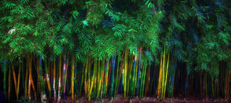 outdoors, bamboo, 1080P, scenics - nature, tree, plant, lush foliage, beauty in nature, nature, spring, tranquil scene, green, growth, landscape, forest